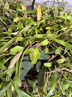 $60 • Buy Orchid Dockrilla / Dendrobium Linguiforme,Pyrrosia Longifolia And Rupestris