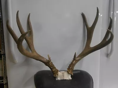 BIG HEAVY 5x5 Colorado MULE DEER RACK Antlers Whitetail Mount Sheds Taxidermy • $295