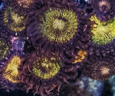 Reverse Space Monster Zoanthid / Zoa /zoas / Paly / Soft Coral / Frag 4p+/ Easy  • £12.50