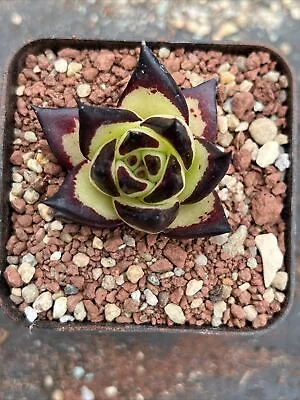 Echeveria Agavoides Ebony 1930( Long Leaf Form)succulent • $25