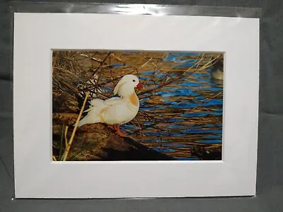 Male White Mandarin Duck Mounted Photo Print • £6