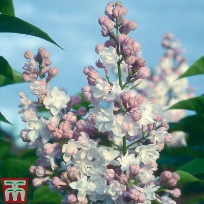 Lilac Tree Hardy Garden Shrub Plant 'Beauty Of Moscow' 9cm Nursery Pot Plant T&M • £14.99