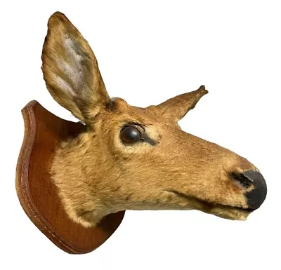 Vintage Deer Doe Head Mount Taxidermy On Wooden Shield Cabin Decor • $59.99