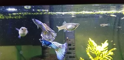 Metal Blue Lace Guppy Breeding (trio) 1-Male + 2-Female + Free Plant  • $29.99