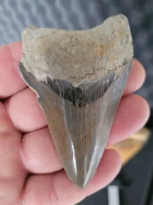 Megalodon Shark Tooth Fossil • £50