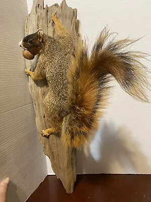 Full Body SQUIRREL Climbing Mount Taxidermy Man Cave Fish Camp Log Cabin Decor • $279.95