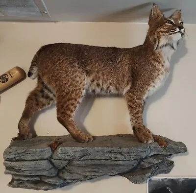 Bobcat Wall Mount Display Taxidermy  • $1600