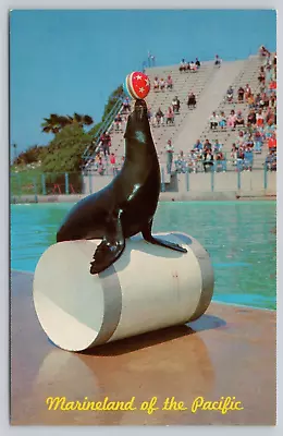 Seal Circus Time Marineland Of The Pacific California Vintage Postcard • $4.25