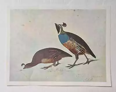 JOHN JAMES AUDOBON California Quail (1966 Colour Bird Print Reproduction) • £6.95