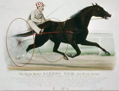 The Pacing WonderSleepy TomBlind HorsePhillipsHarness RacingHorsec1879 • $9.99