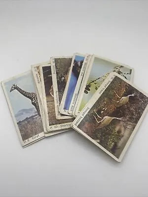 23 Dandy Gum Cards - Wild Animals Rare • £14