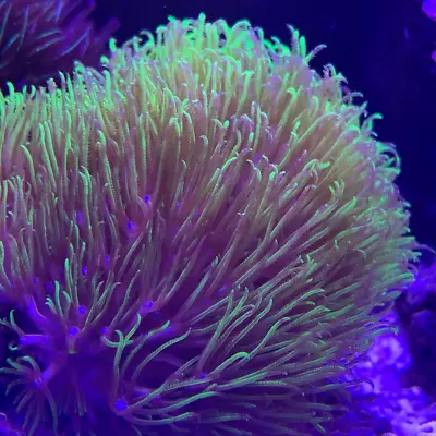 Green Star Polyps - Frag - GSP - Soft Coral - Marine Corals - Express Shipping • £19.99