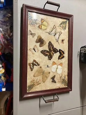 ENTOMOLOGY REAL BUTTERFLIES Moths Flowers   Vintage Glass Tray/ Wall Decor • $49