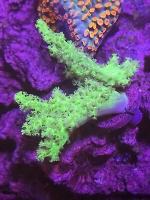 Neon Green Sinularia Soft Coral WYSIWYG LIVE CORAL • $25