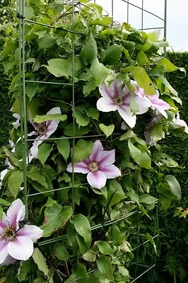 FlexiGro Plant Support Trellis Metal Panels Steel Clematis Beans Peas Mesh Climb • £110