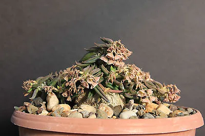 £8.05 • Buy Euphorbia Cylindrifolia Tuberifera, Exotic Madagascar  Rare Bonsai Seed 5 Seeds