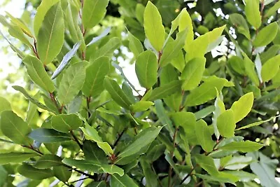£6 • Buy TREES:  1 BAY LEAF  YOUNG  Laurus Nobilis Perfect Start  For This Useful Plant