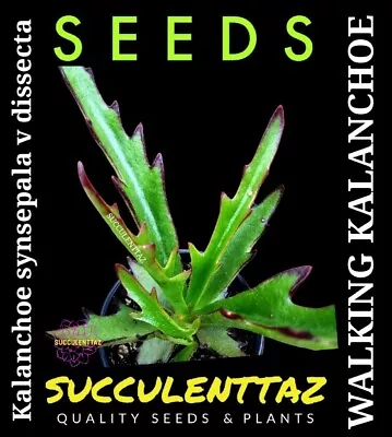 Kalanchoe Synsepala V Dissecta 20 X Seeds WALKING KAL Crassula Family SUCCULENT • $7.90