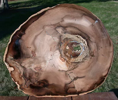 SiS: INCREDIBLE 13  WINGED ELM Double Heart Petrified Wood Round - McDermitt OR! • $329