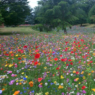 £3.99 • Buy  Wild Flower Seed Mix ✅Buy 2 GET 2 Free ✅ Annual Meadow Plants Bees.10g Flower