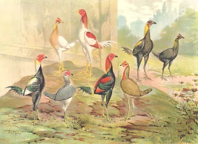 BIRDS: Cockfighting: ColourChromolithograph: Game Bantams (Wright); Print 1900 • £49.99