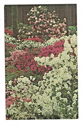 Postcard LONGWOOD GARDENS Azaleas And Rhododendrons Bloom In The Azalea. B • $3.99