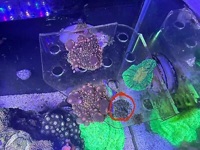 King Kong OG Bounce Mushroom Live Coral Frag (3 Babies) Wysiwug • $70