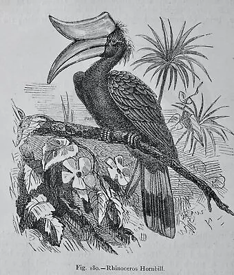 Birds THE RHINOCEROS HORNBILL Original Victorian Print By Figuier C1892 • £17.50