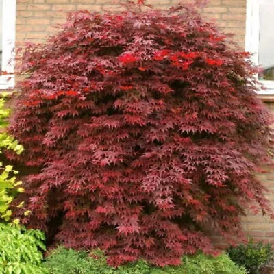 £12.49 • Buy Red Japanese Maple Acer Tree, 2lt Pot, Red/purple Foliage, Hardy Plant