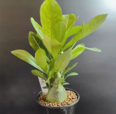 Dia 4.4-5.6cmRare Succulent Live Plant Pachypodium Saundersii Random Boutique • $28.99