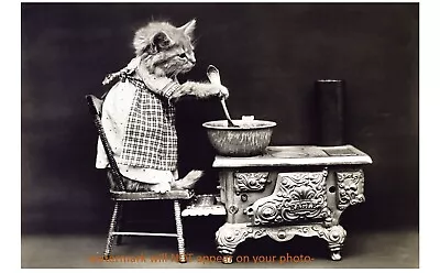Vintage Kitty Cat Cooking PHOTO Kitten Chef Kitchen Dinner Cute Pic • $4.38