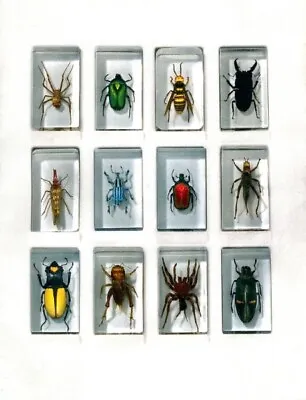 Insect Collection. Unopened Vintage Real  . 23 Different Species Of Insects • $69