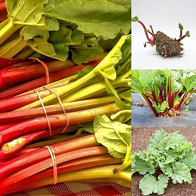 £7.99 • Buy 2 X Rhubarb Victoria - Ready To Plant - Rhubarb Plant Perfect For The UK