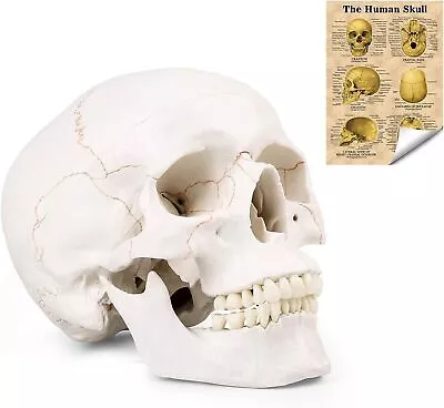 Life Size Human Head Skull Medical Model Anatomical Skull Model With Removab... • $60.03