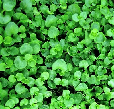 20 CORSICAN MINT Mentha Requienii Herb Fragrant Ground Cover Flower Seeds • $3