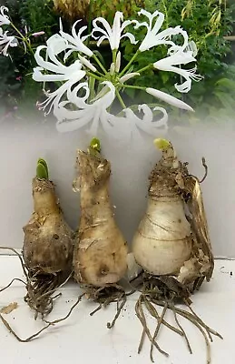 £9.99 • Buy Nerine Bowdenii Alba (guernsey Lily) Bulbs Autumn Flowering Perennial 1-20 Bulbs