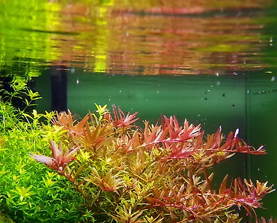 15 Live Aquarium Plants For Aquatic Tropical Fish Tank Live Coldwater Bunched  • £9.99