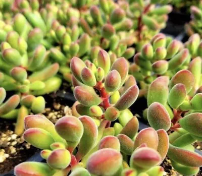 Crassula Rogersii - Single Small Cutting - Succulent • $2.95