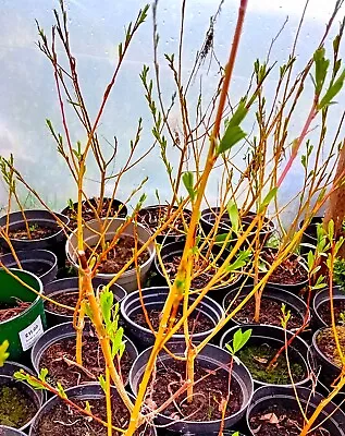 Flame Willow Trees In 2 Litre Pots • £9.99
