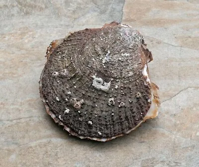 $12 • Buy California Giant Rock Scallop Seashell For Decorations Jewelry Or Smudging