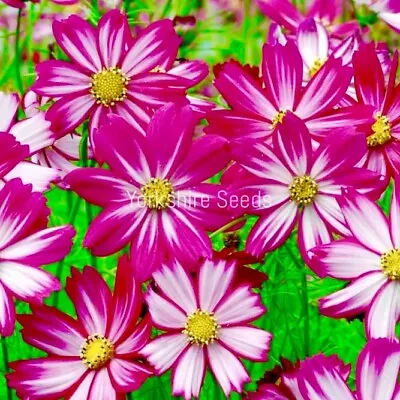 Cosmos Candy Stripe - 100 Seeds - Flower • £2.49