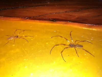 New&unique Australian Red Gum Epoxy Resin Coffee Table Golden Orb Spiders Within • $1200