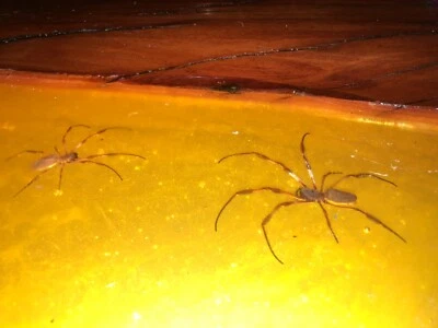 New&unique Australian Red Gum Epoxy Resin Coffee Table Golden Orb Spiders Within • $1200