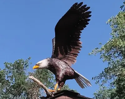 American Bald Eagle Large Outdoor Metal Statue Lawn Sculpture Garden Yard Art • $139.89