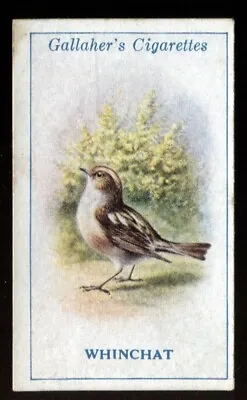 Tobacco Card Gallaher BRITISH BIRDS By GEORGE RANKIN 1923 Whinchat #10 • £2