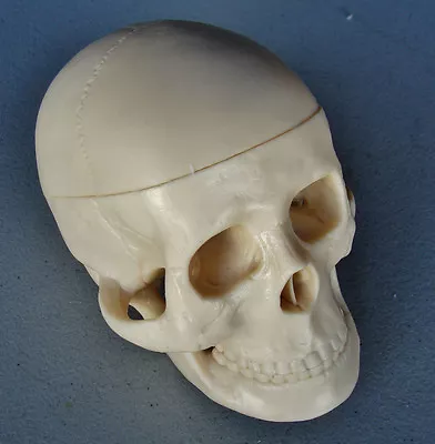 Model Anatomy | Miniature Skull | 6  X 5  X 4  | IT-112 ARTMED • $24.95