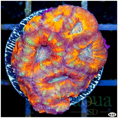 138 AquaSD Live Corals/Frags - West Aussie Acan Lord - Aqua SD • $20.50