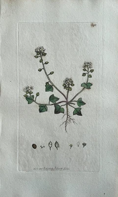 £68.67 • Buy Original Antique Print - Botanical Art Print - James Sowerby - Cochlearia