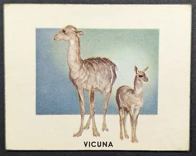 Vintage 1951 Vicuna Topps Animals Of The World Card #149 (Soft Corners) • $4.95