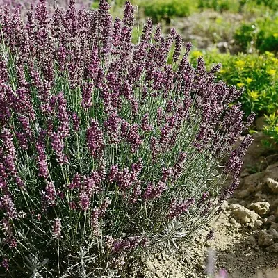 Herb - Lavender Hidcote (Lavandula Angustifolia) - Kings Seeds - 100 Seeds • £2.55